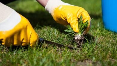 Photo of 16 erbicidi naturali per preservare la bellezza del vostro giardino