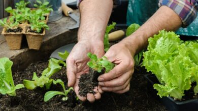 Photo of 16 idee di insalata fai da te per un’insalata fresca con poco spazio in giardino