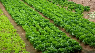 Photo of 16 verdure a crescita rapida che vi daranno un raccolto rapido