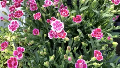 Photo of 17 opzioni di copertura del terreno sempreverdi per la colorazione del giardino tutto l’anno