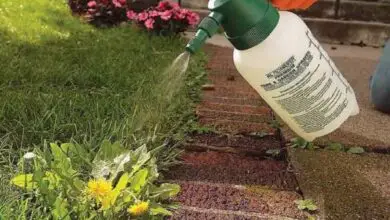 Photo of 18 dei modi più efficaci per controllare le erbacce nel vostro giardino o prato.