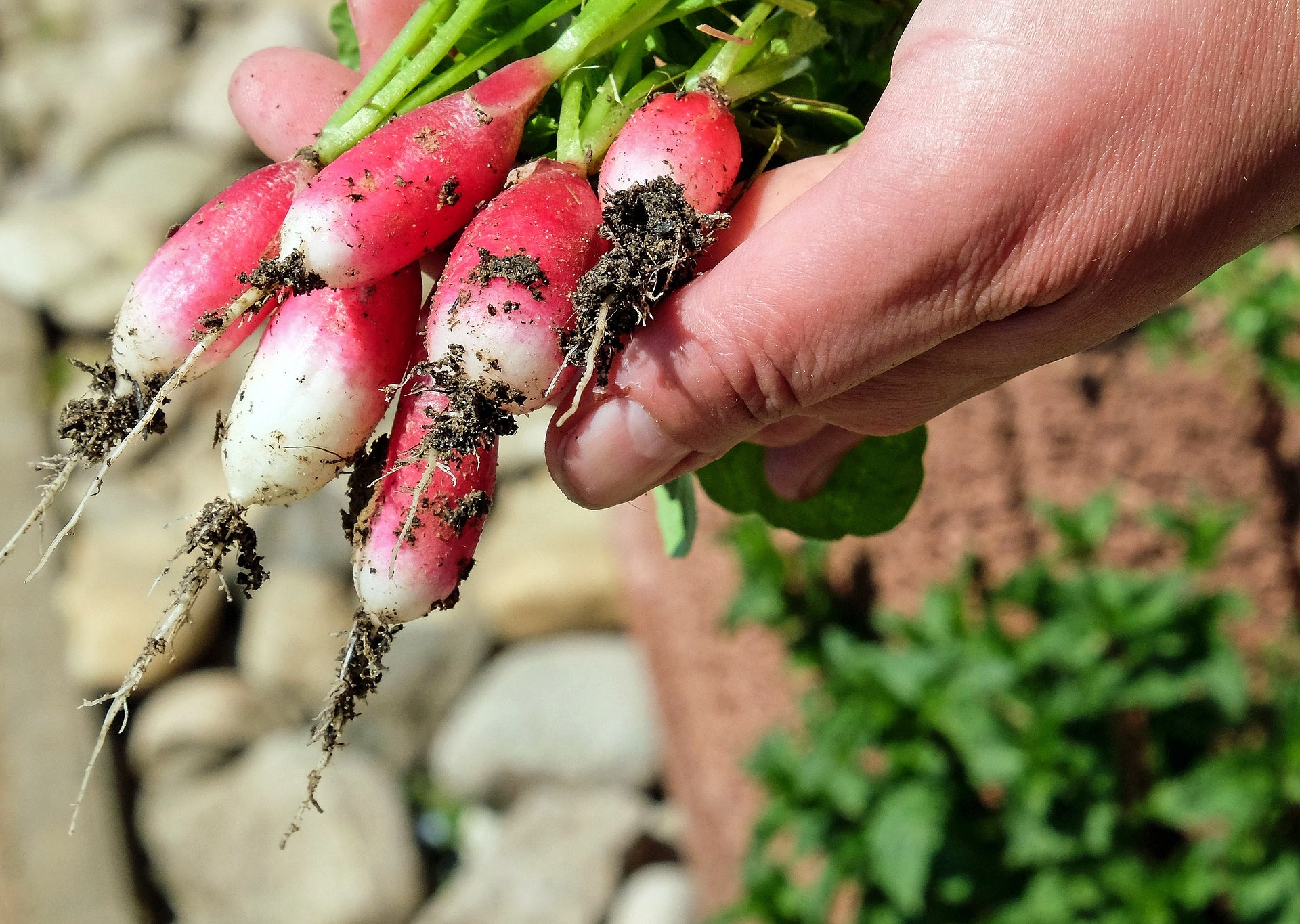 18 Deliziosi Ortaggi Da Coltivare In Inverno E Come Coltivarli Il Giardino Commestible