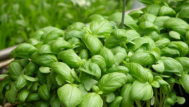 Photo of 20 verdure ed erbe aromatiche soleggiate per i punti caldi del vostro giardino