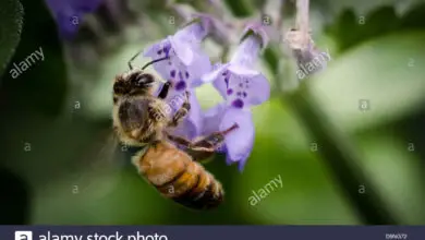 Photo of 21 piante di api per attirare gli impollinatori nel vostro giardino