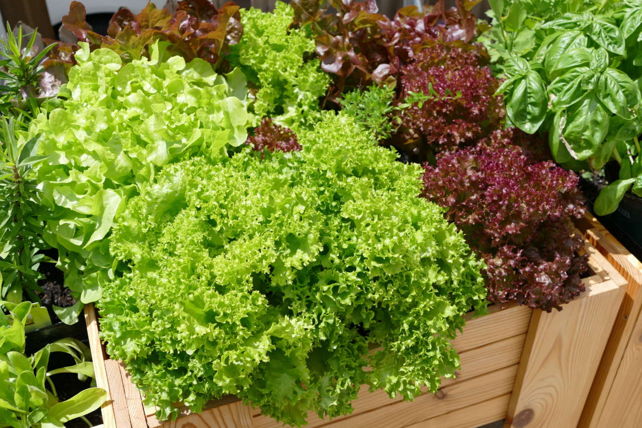 21 varietà di lattuga da provare nel vostro giardino Il Giardino