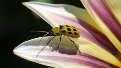 Photo of 22 Insetti benefici per proteggere il vostro giardino e come attirarli