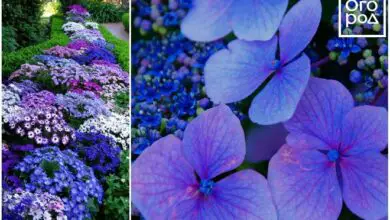 Photo of 24 fiori invernali che aggiungeranno colori vivaci al vostro giardino.