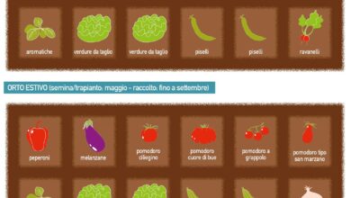 Photo of 24 nuovi ortaggi che possono essere facilmente coltivati in casa