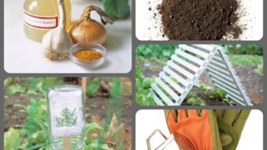 Photo of 26 consigli per proteggere il vostro giardino da insetti e malattie