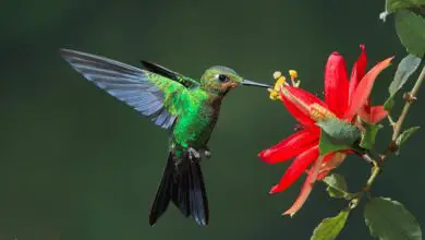 Photo of 28 bellissimi fiori che attirano i colibrì