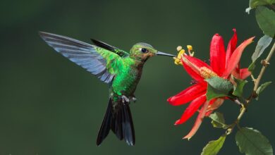 Photo of 28 bellissimi fiori che attirano i colibrì