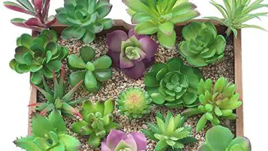 Photo of 29 tipi di piante grasse per il vostro terrario, la decorazione della casa o il giardino dei cactus