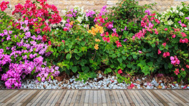 Photo of 3 piante asiatiche per il vostro giardino e il vostro balcone