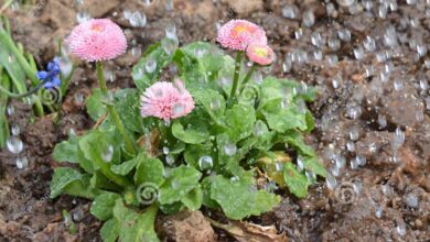 Photo of 3 piante da fiore a molla