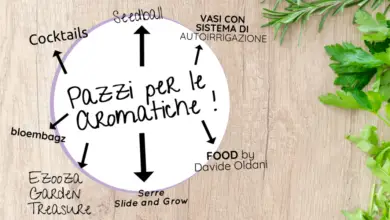 Photo of 3 semplici passi per coltivare le erbe in casa (e 5 erbe ispirate al giardino)