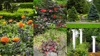 Photo of 30 bellissime piante per arricchire il vostro giardino