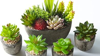 Photo of 30 idee belle e succulente per mostrare tutta la loro gloria