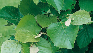 Photo of 32 dei migliori alberi a crescita rapida da piantare nel vostro giardino