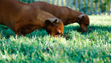 Photo of 37 piante comuni che sono tossiche per i cani