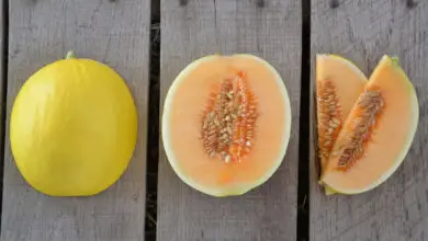 Photo of 4 modi rapidi per conservare i semi di pomodoro per la prossima stagione di semina