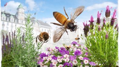 Photo of 5 motivi per creare un giardino impollinatore (e 6 consigli per aiutarvi a farlo)