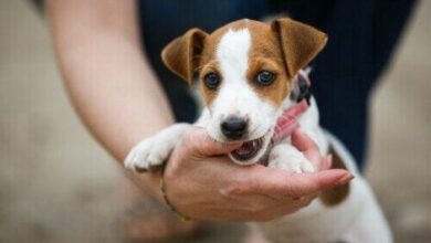 Photo of 6 motivi per avere un cane da fattoria e 5 motivi per non averlo.