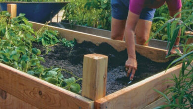 Photo of 6 semplici consigli per piantare le vostre piante da giardino perfettamente ogni volta