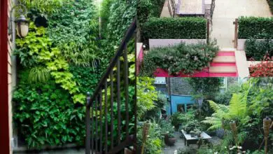 Photo of 7 consigli per avere un mini giardino urbano