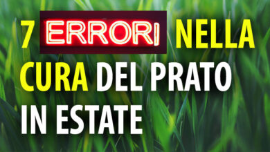 Photo of 7 consigli per la cura del prato
