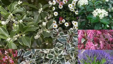 Photo of 8 bellissime piante dai fiori blu per il giardino