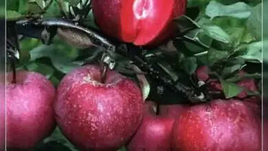 Photo of 8 delle varietà di mele più gustose e come farle crescere