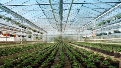 Photo of 9 consigli importanti per la coltivazione di un giardino in serra