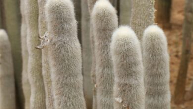 Photo of Cura della pianta Cleistocactus strausii o Torcia d’argento