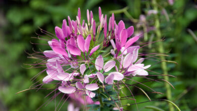 Photo of Cura della pianta Cleome spinosa o Flor de caballero