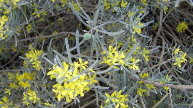 Photo of Cura delle piante Cneorum pulverulentum, Orijama o Legno Bianco