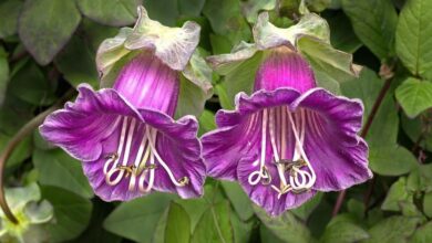 Photo of Cura della pianta Cobaea scandens, Cobea o Purple Ivy