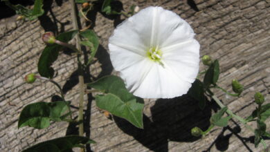 Photo of Assistenza diurna per lo stabilimento di Convolvulus, Convolvulo o Dondiego