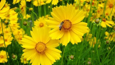 Photo of Cura della pianta Coreopsis lanceolata o Semiramis