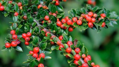 Photo of Cura delle piante Cotoneaster horizontalis, Cotoneaster horizontalis o Griñolera
