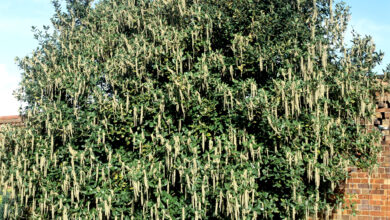 Photo of A la rencontre de la Garrya elliptica des inflorescences suspendues