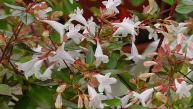 Photo of Abelia dalla Cina