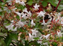 Photo of Abelia x grandiflora Abelia à grande fleur