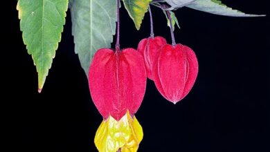 Photo of Abutilon del grande fiume, Linterna china