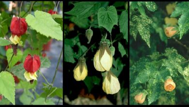 Photo of Abutilon-Ibrido Abutilon