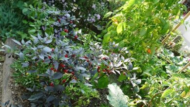 Photo of Abutilon x hybridum, un cespuglio che può dare quel tocco unico…