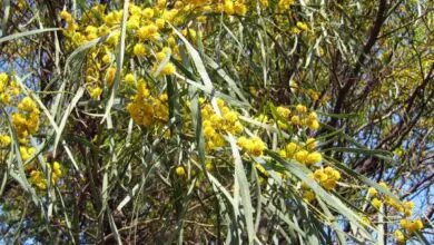 Photo of Acacia retinodes Mimosa des quatre saisons
