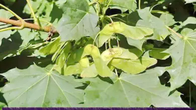 Photo of Acer platanoidi o cura delle piante di acero reale
