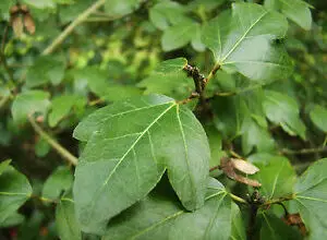 Photo of Acer sempervirens o cura delle piante di acero cretese