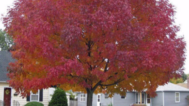 Photo of Acero piatto Acer, acero bianco, falso sicomoro, acero norvegese