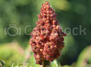 Photo of Aceto, Virginia Sumac